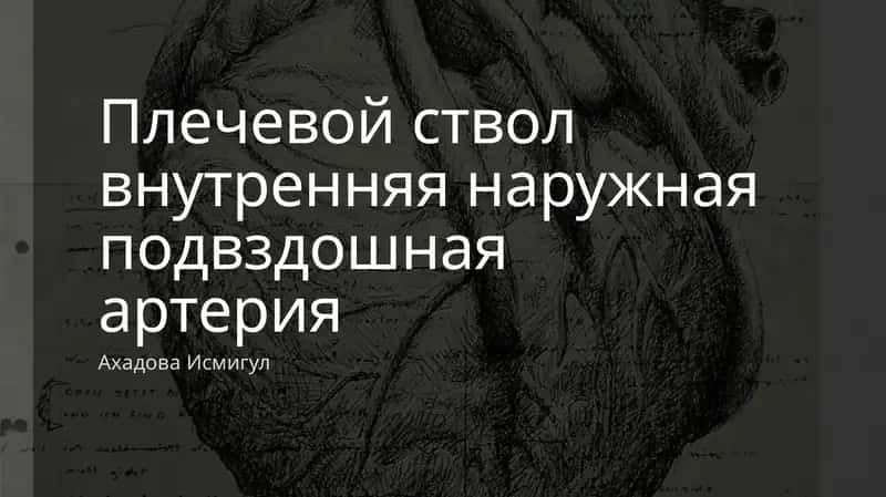 Плечевой ствол внутренняя наружная подвздошная артерия
