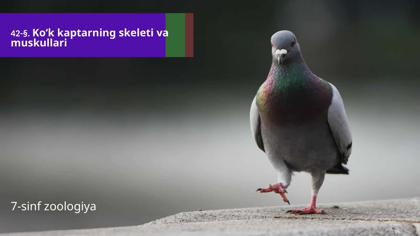 Ko‘k kaptarning skeleti va muskullari