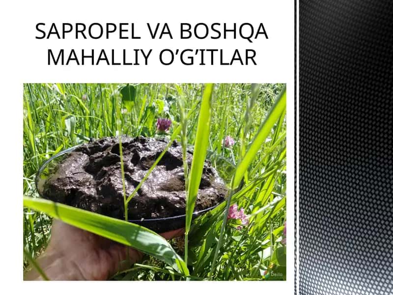 SAPROPEL VA BOSHQA MAHALLIY O’G’ITLAR
