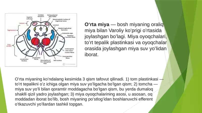 Oʻrtamiya— boshmiyaningoraliqmiyabilanVaroliykoʻprigioʻrta