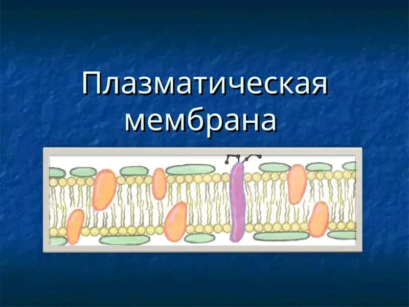 Плазматическая мембрана