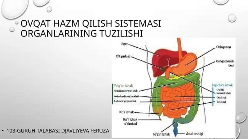 Ovqat hazm qilish tizimi organlarining tuzilishi
