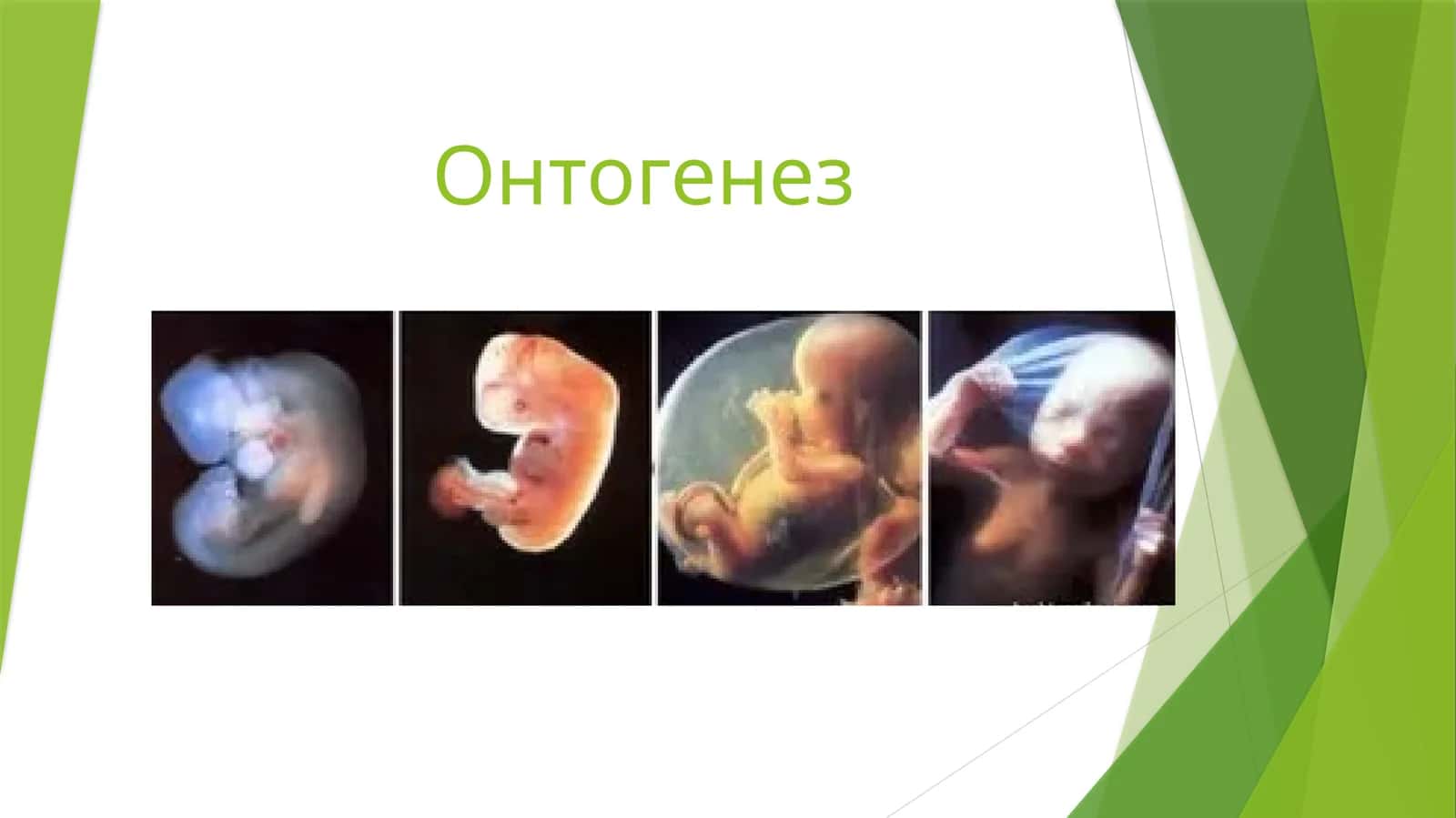 Онтогенез
