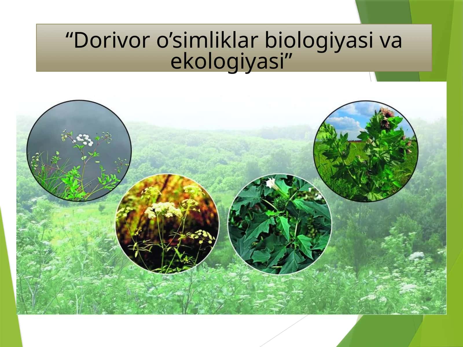 Dorivor o’simliklar biologiyasi va ekologiyasi
