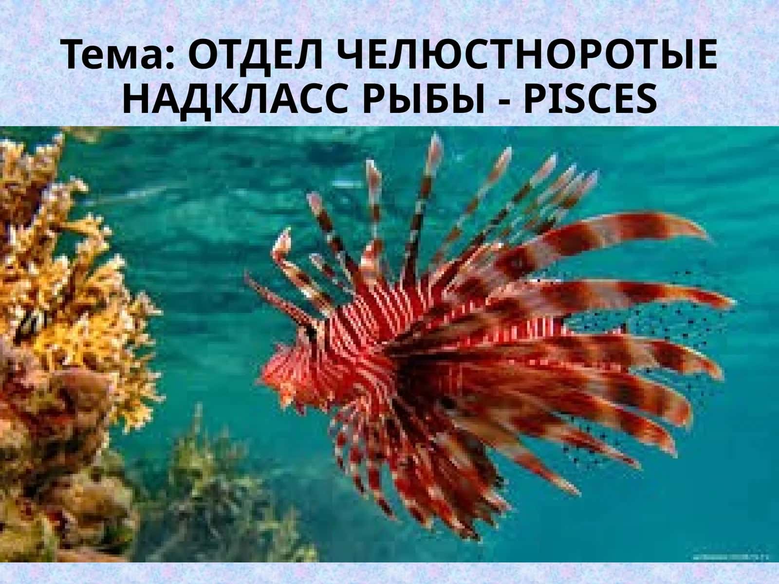 Рыбы - PISCES