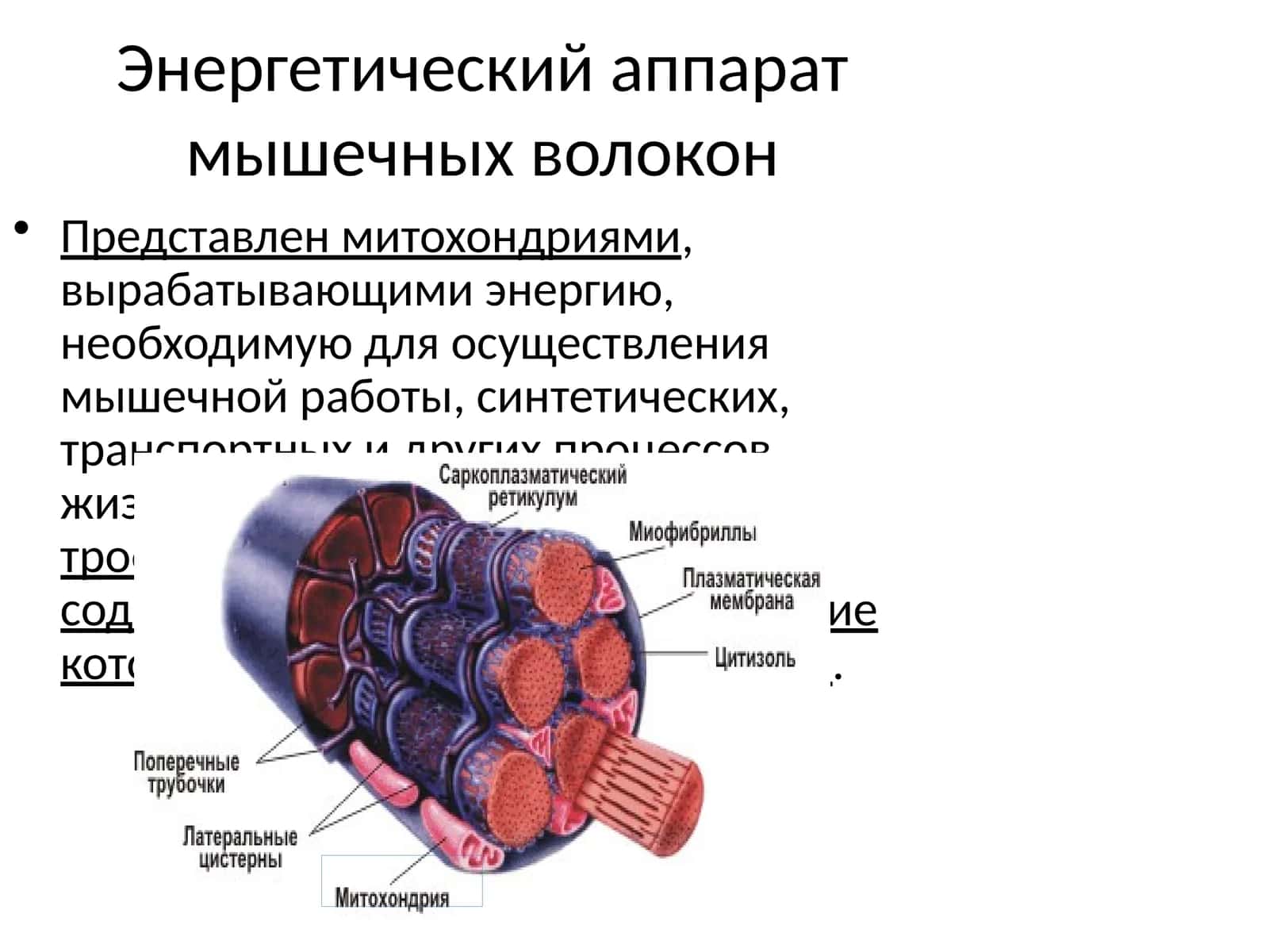 Энергетический аппарат мышечных волокон