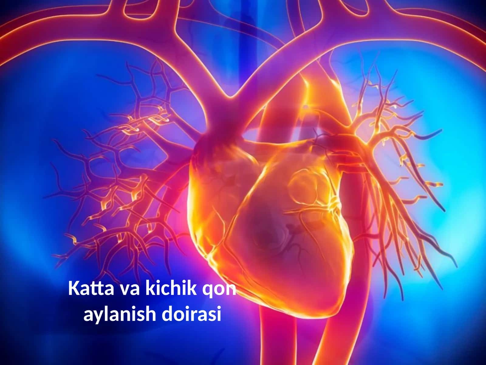 Qon tomirlarining tuzilishi