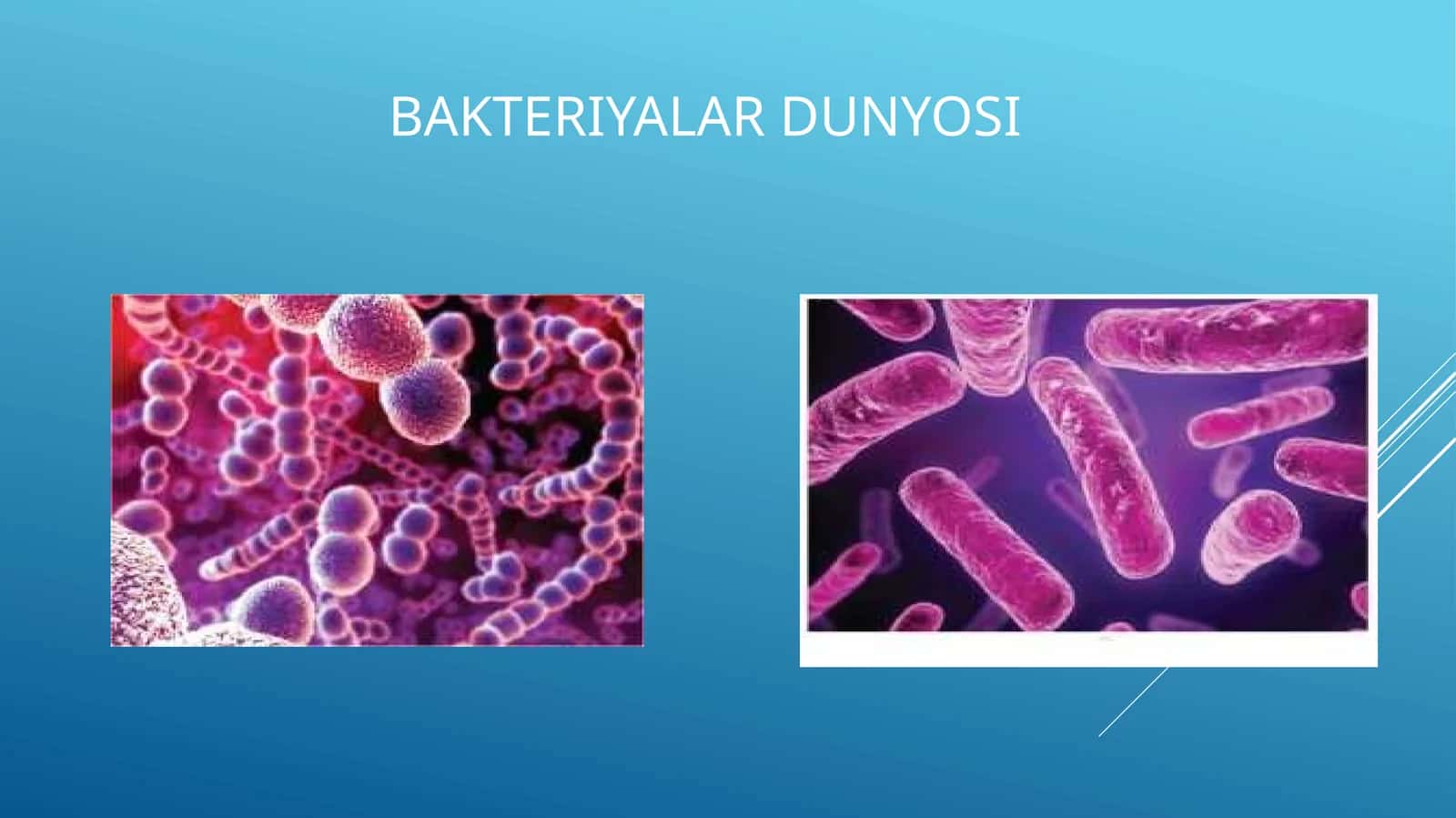 Bakteriyalar dunyosi
