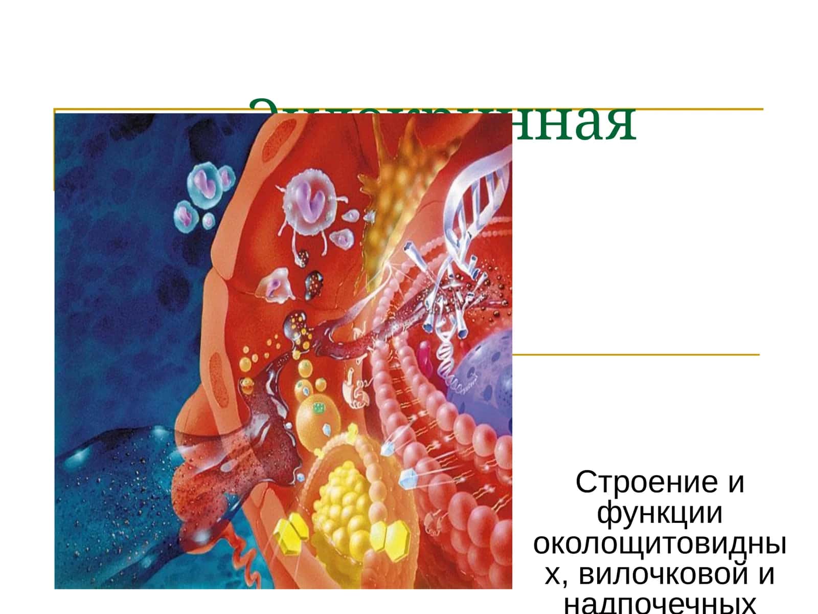Эндокринная система