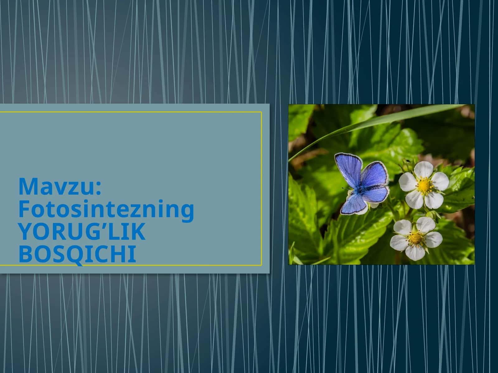 Fotosintezning YORUG’LIK BOSQICHI