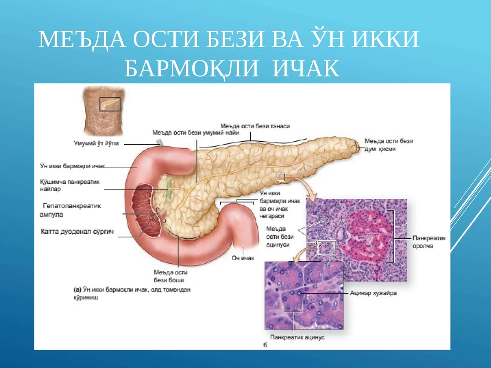 Jigar va me'daosti bezi gistologiyasi