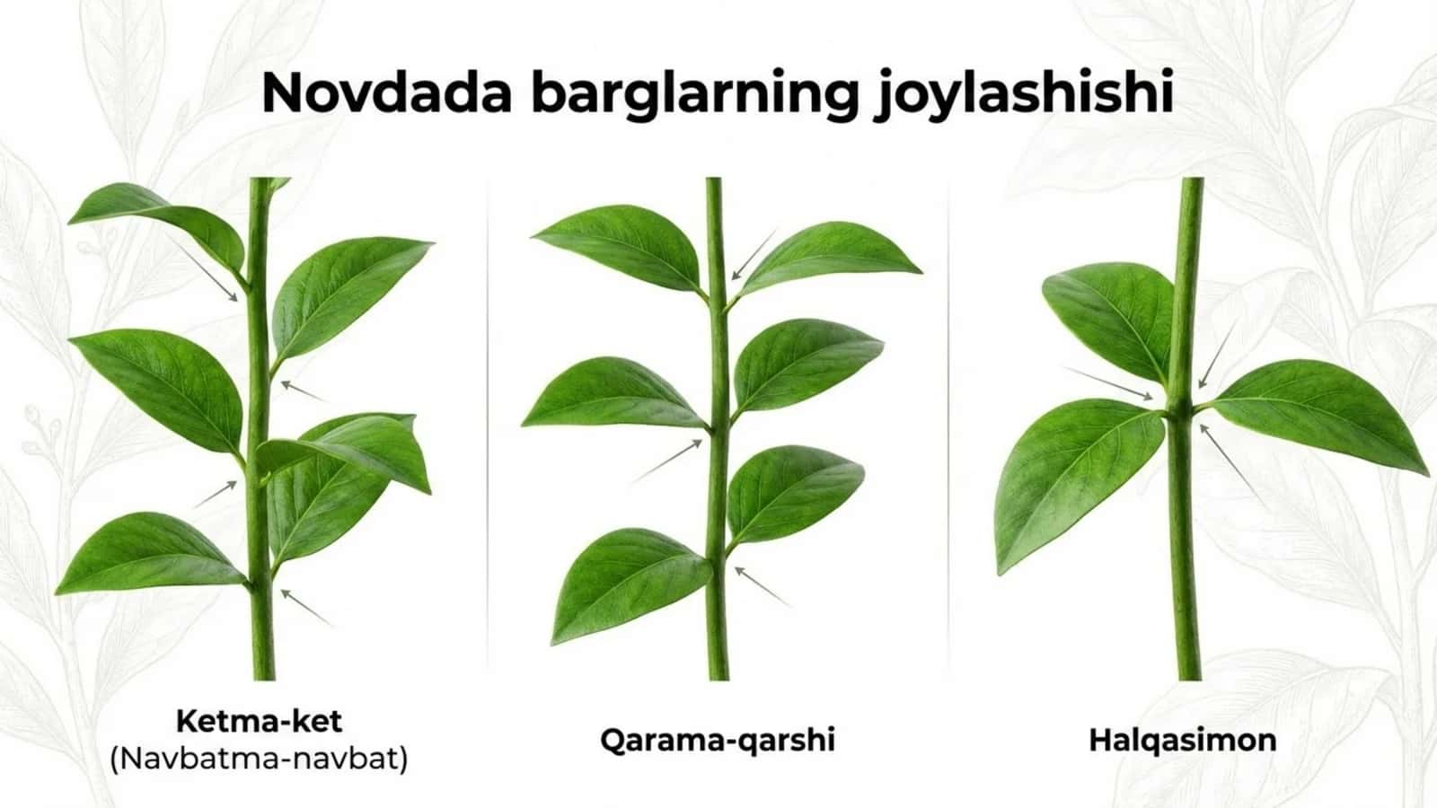 Novdada barglarning joylashishi