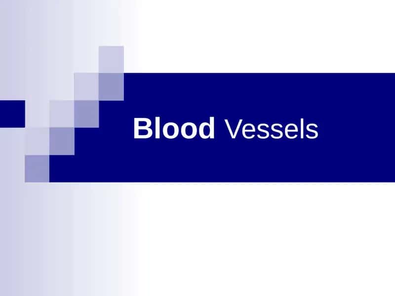 Blood Vessels