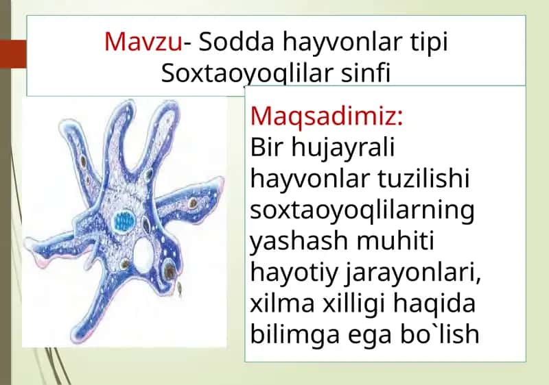 Soxta oyoqlilar sinfi