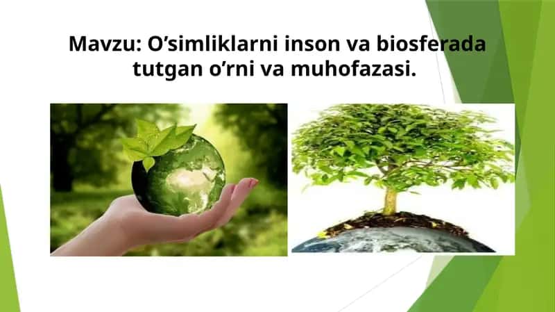 O’simliklarni inson va biosferada tutgan o’rni va muhofazasi