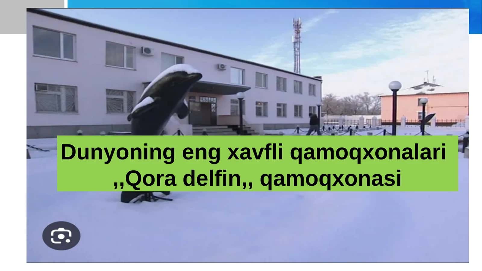 Qora delfin