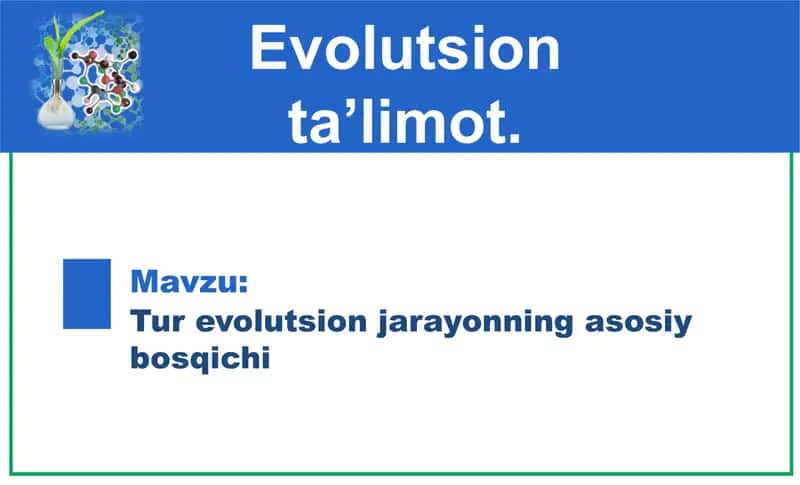Tur evolyutsion jarayonning asosiy bosqichi