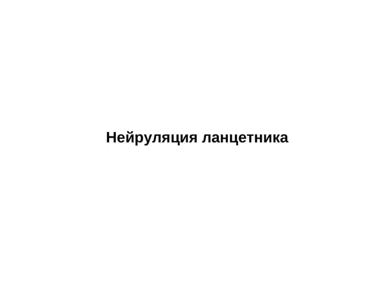 Нейруляция ланцетника