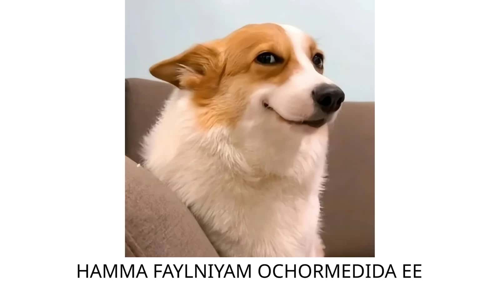 HAMMA FAYLNIYAM OCHORMEDIDA EE