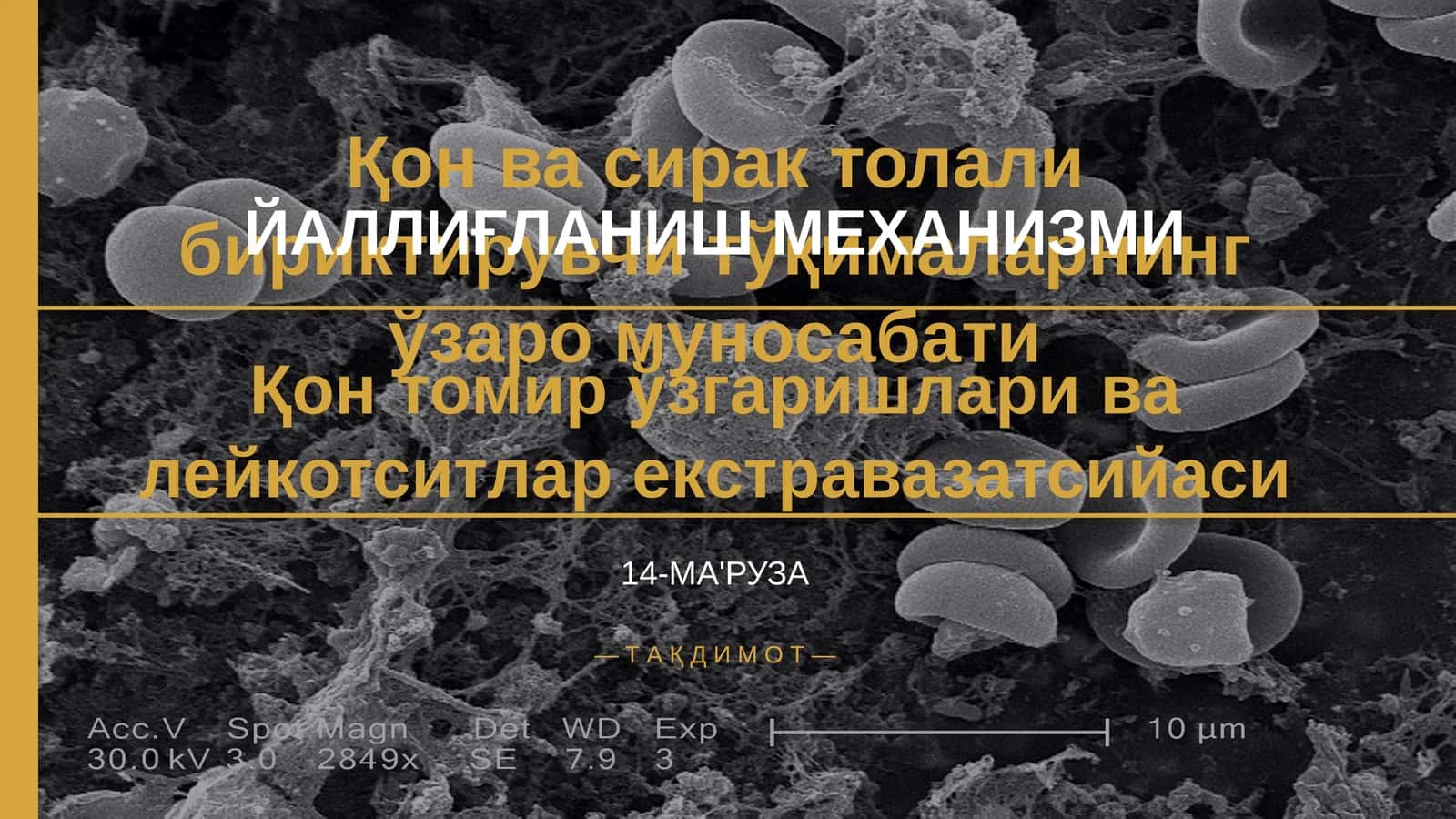 Қон ва сирак толали бириктирувчи тўқималарнинг ўзаро муносабати