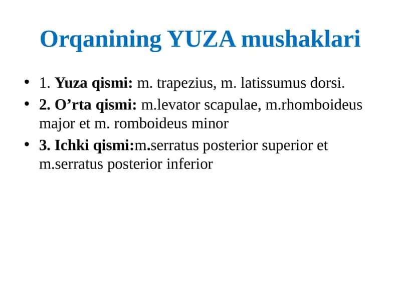 Orqanining YUZA mushaklari