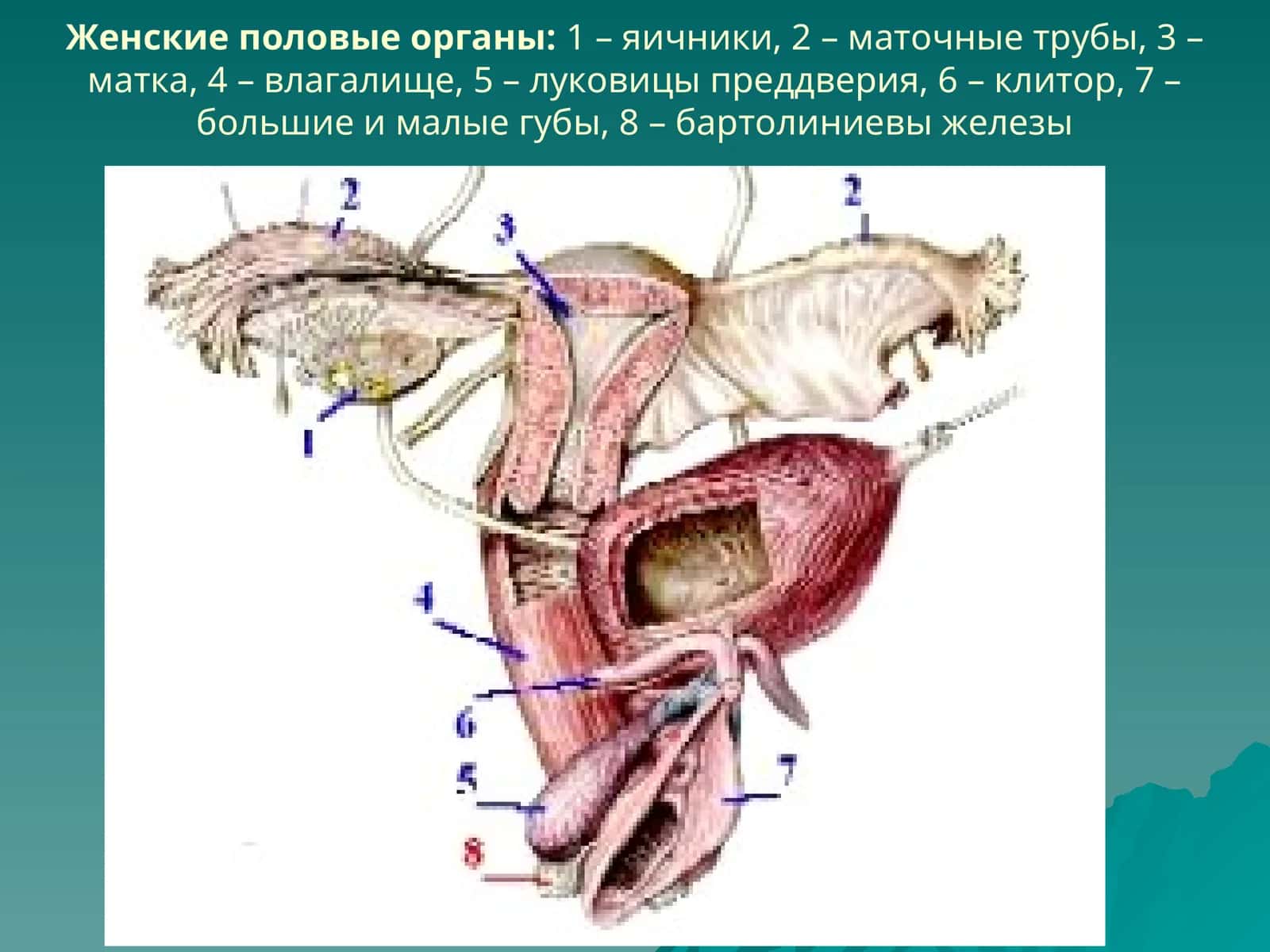 Женские половые органы