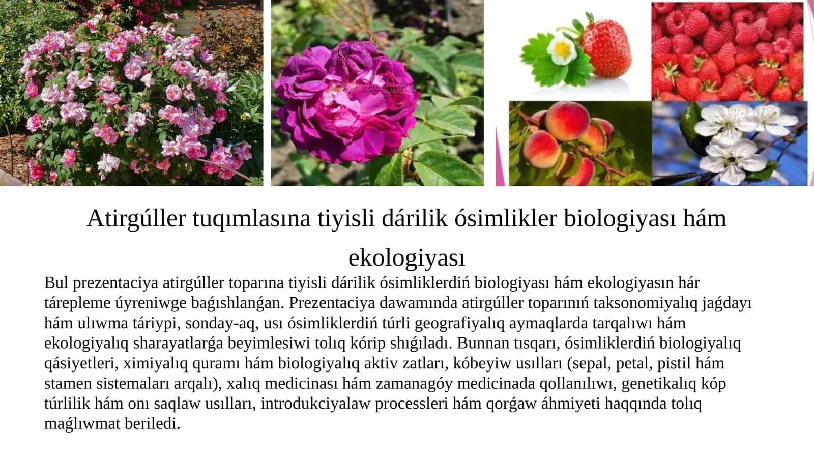 Atirgúller tuqımlasına tiyisli dárilik ósimlikler biologiyası hám ekologiyası