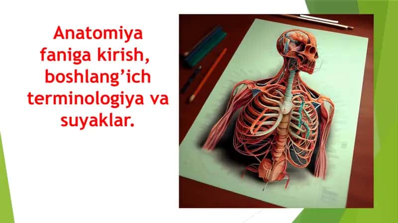 Anatomiya faniga kirish, boshlang’ich terminologiya va suyaklar. Анатомияга кириш Бошлангич терминология ва суяклар