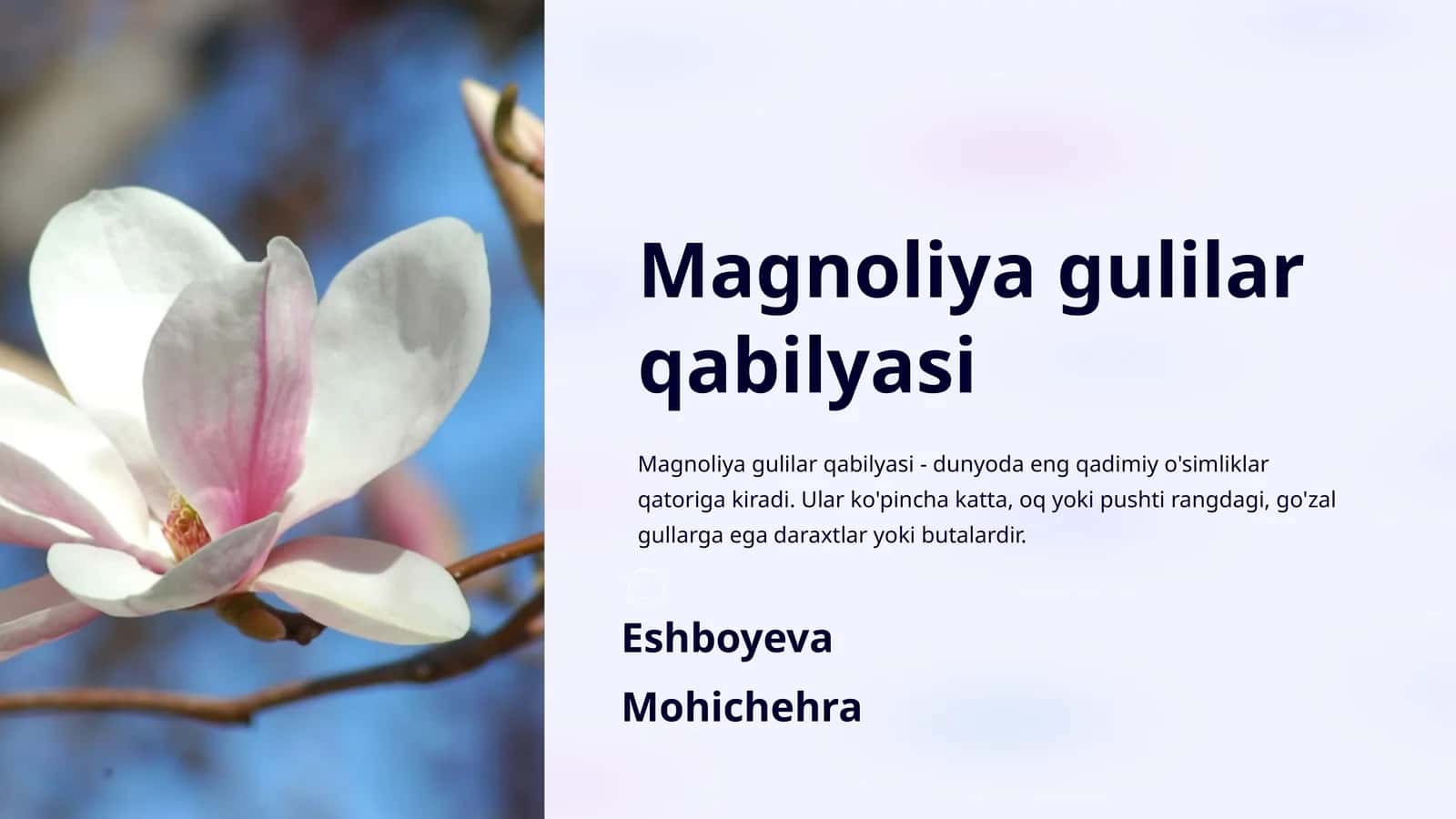 Magnoliya gulilar qabilyasi