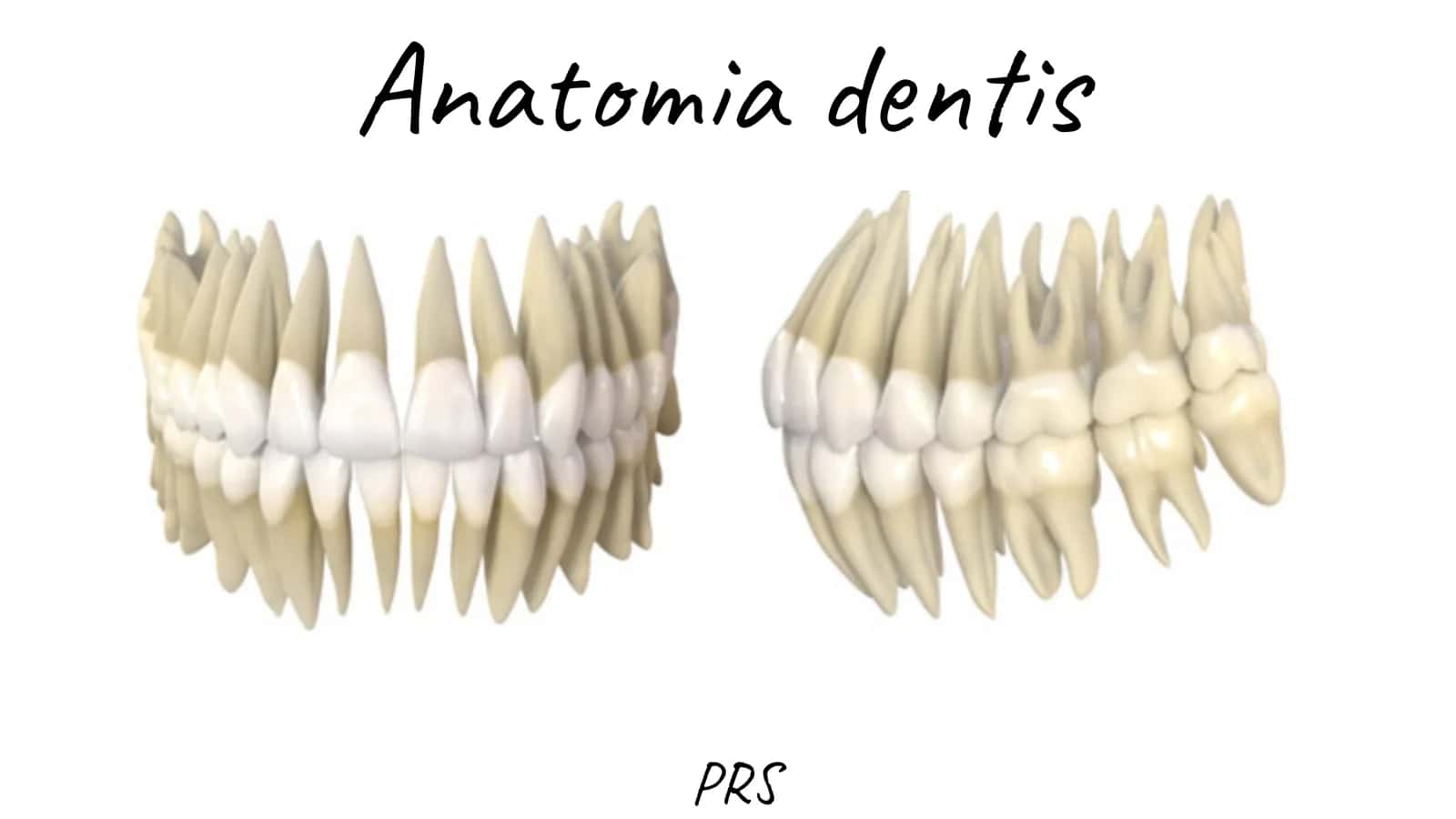 Tish anatomiyasi (lotin/eng)