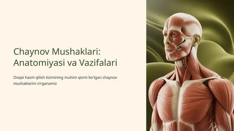 Chaynov Mushaklari: Anatomiyasi va Vazifalari