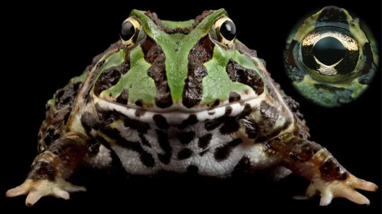 Ceratophrys ornata shoxliqurbaqasi