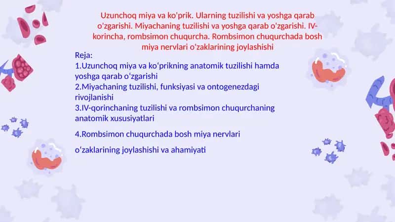 Uzunchoq miya va ko'prik. Ularning tuzilishi va yoshga qarab o'zgarishi. Miyachaning tuzilishi