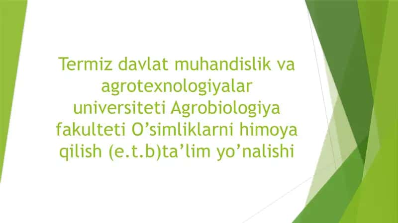 Uzumning antraknoz kasalligi.