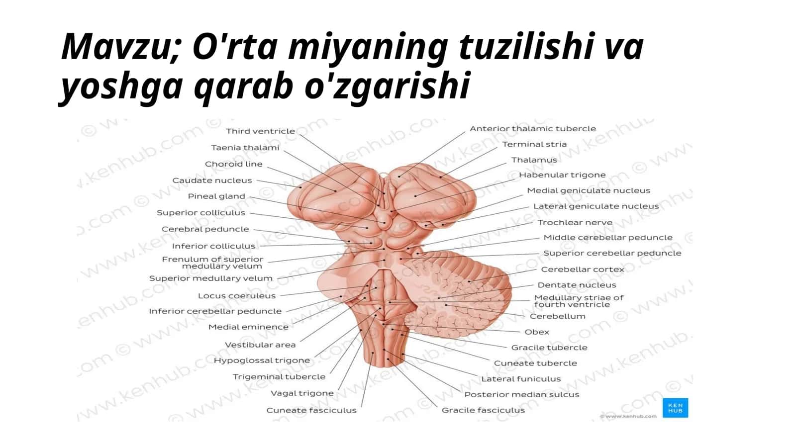 O'rtamiyaning tuzilishi va yoshga qarab o'zgarishi