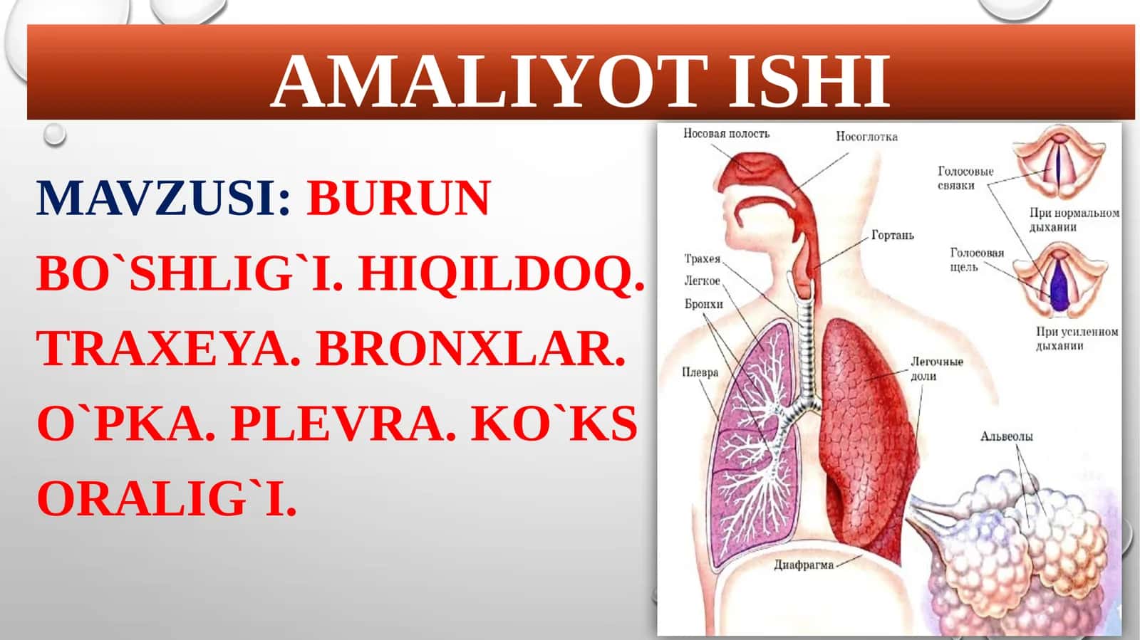 burunbo`shlig`I