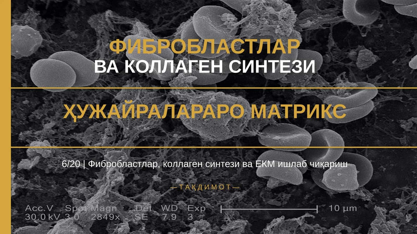 ФИБРОБЛАСТЛАР ВА КОЛЛАГЕН СИНТЕЗИ ҲУЖАЙРАЛАРАРО МАТРИКС