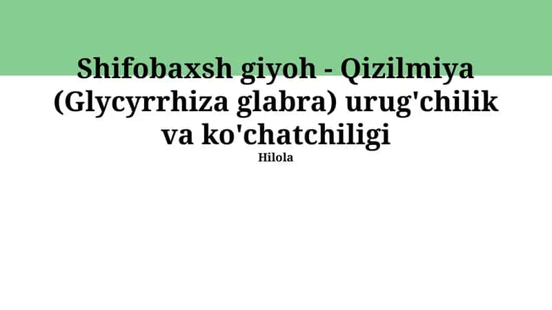 Yalpiz (Glycyrrhiza Glabra) Urug'i Yetishtirish