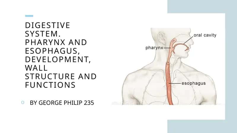 Digestive system. Pharynx and esophagus, development, wall structureandfunction