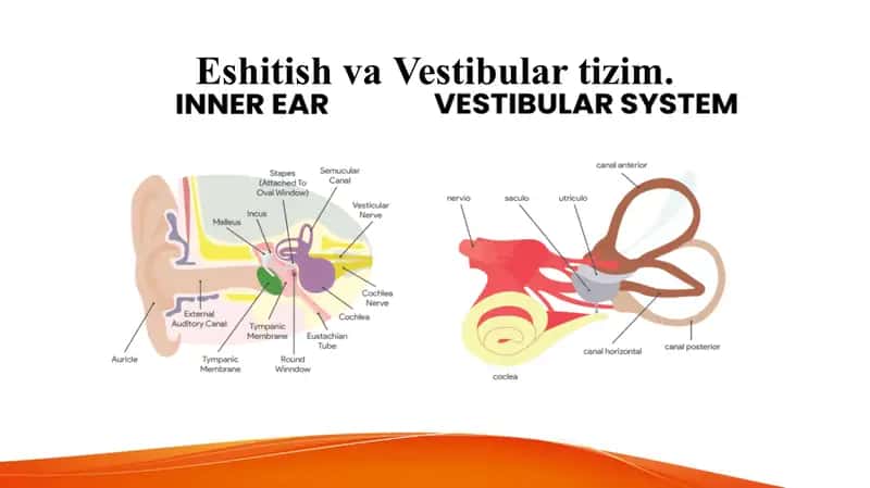 Eshitish va Vestibular tizim   Эшитиш ва вестибулар тизим Ешитиш