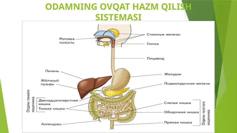 ODAMNINGOVQAT HAZMQILISH SISTEMASI