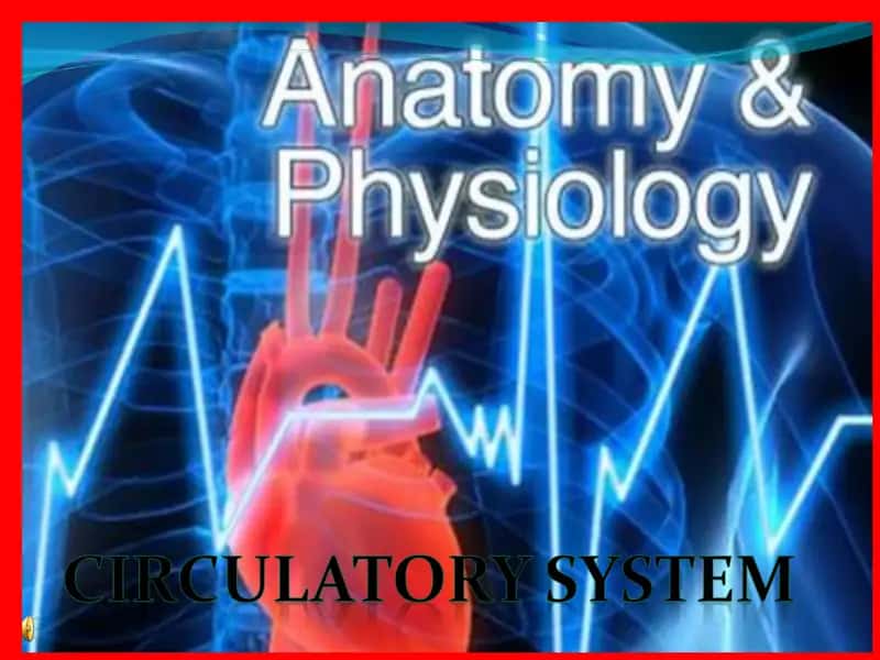 The Cardiovascular System