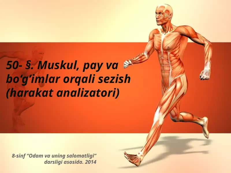 Tayanch-harakatlanish sistemasi