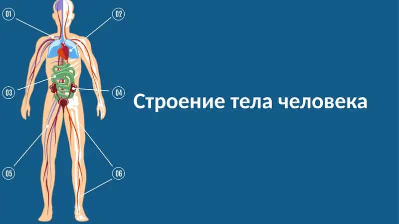 Строение тела человека