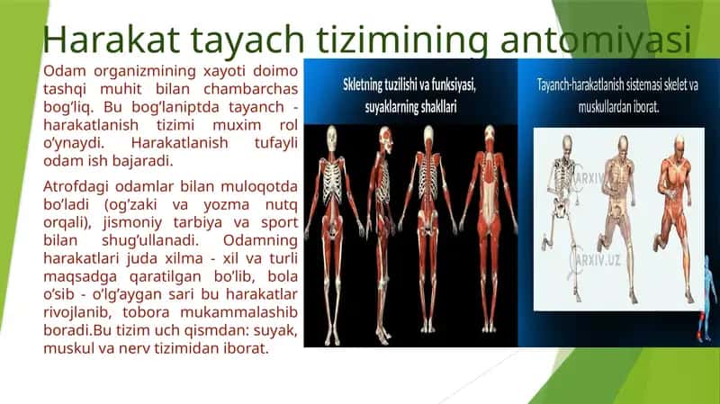 Harakattayachtizimining antomiyasi