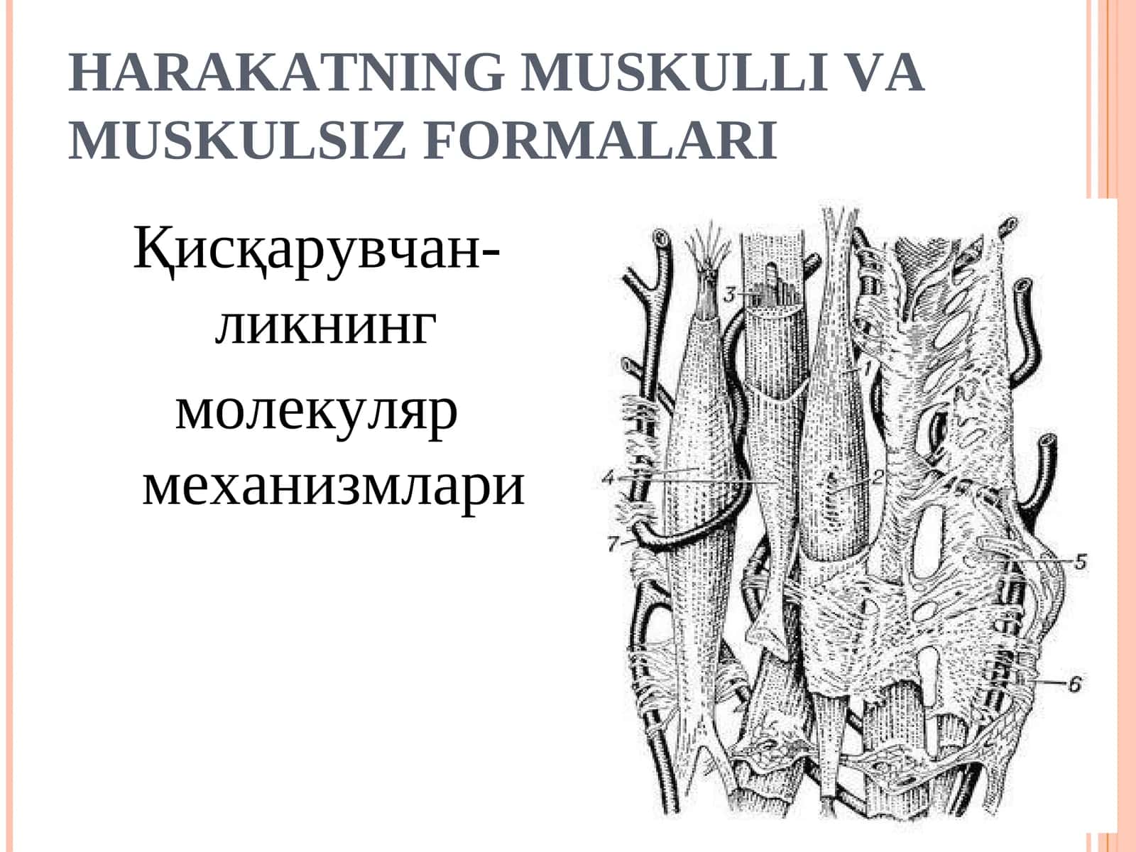Харакатнинг мускулли ва мускулсиз формалари