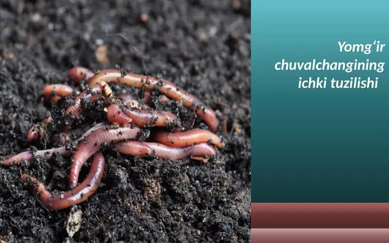 Yomg‘ir chuvalchangining ichki tuzilishi