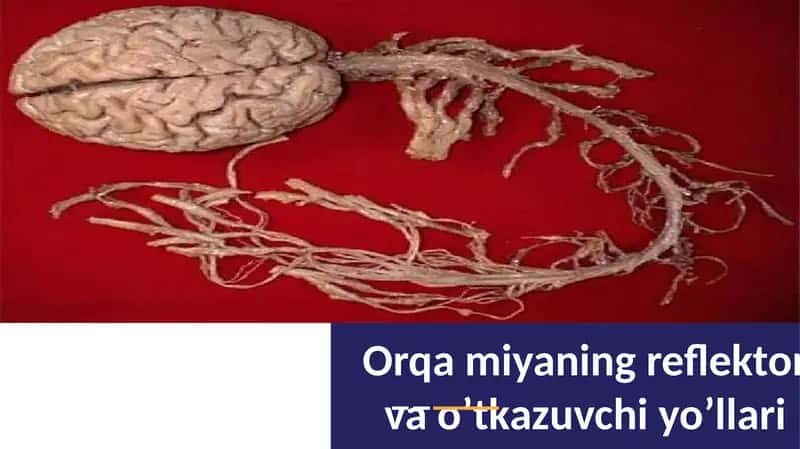 Orqamiyaning reflektor va o’tkazuvchi yo’llari