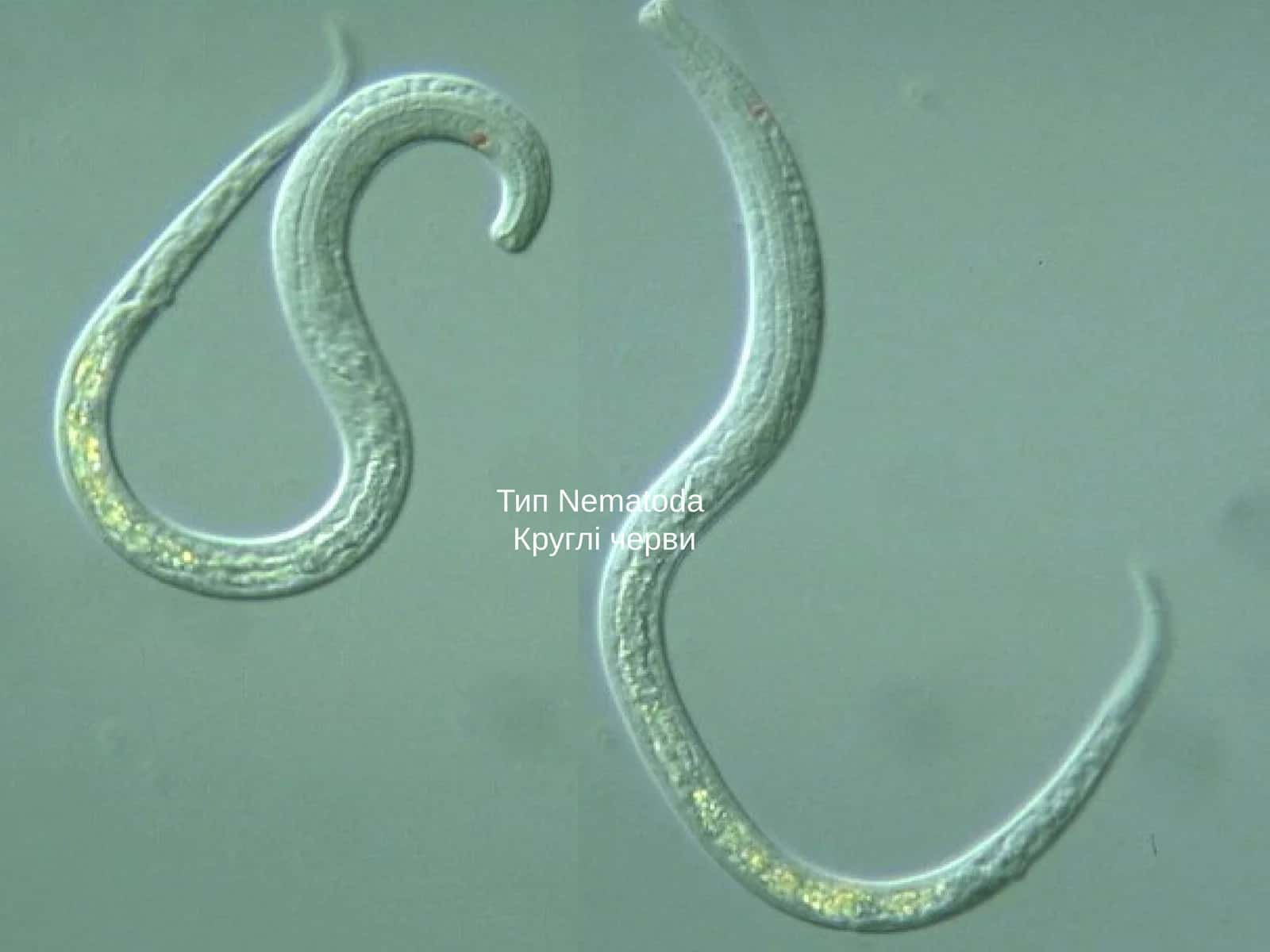 Nematoda