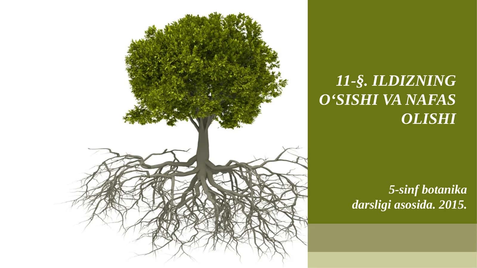 5-sinf Botanika Ildizning o'sishi va nafas olishi